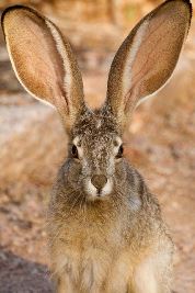 RabbitInterpreter